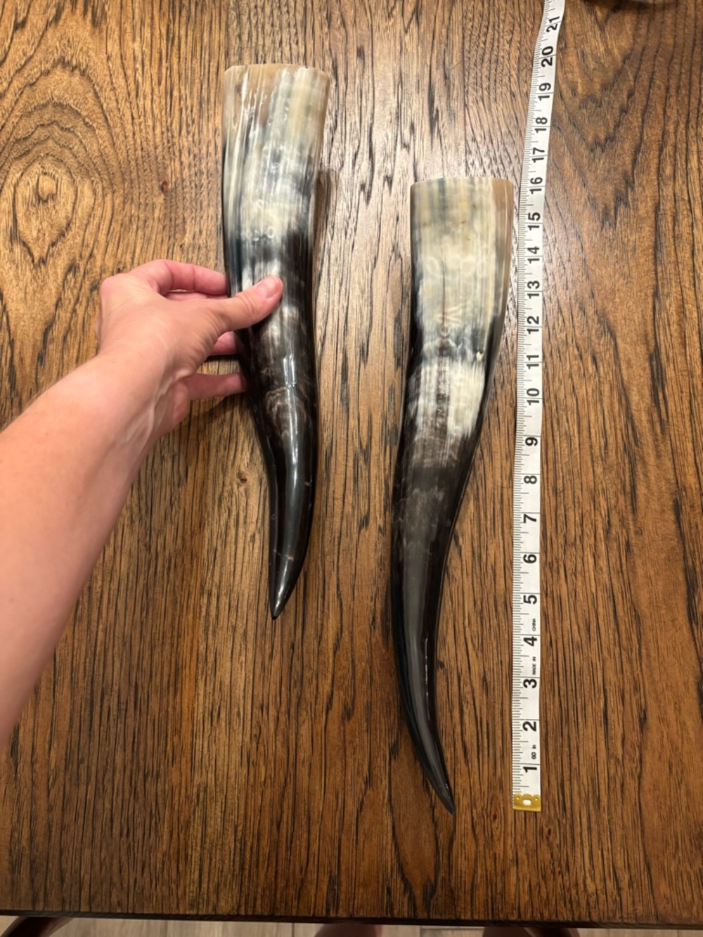 Polished Ox Horns Wall Decor Pair Decorative Black Cream Organic Modern Ranch - Picture 11 of 12